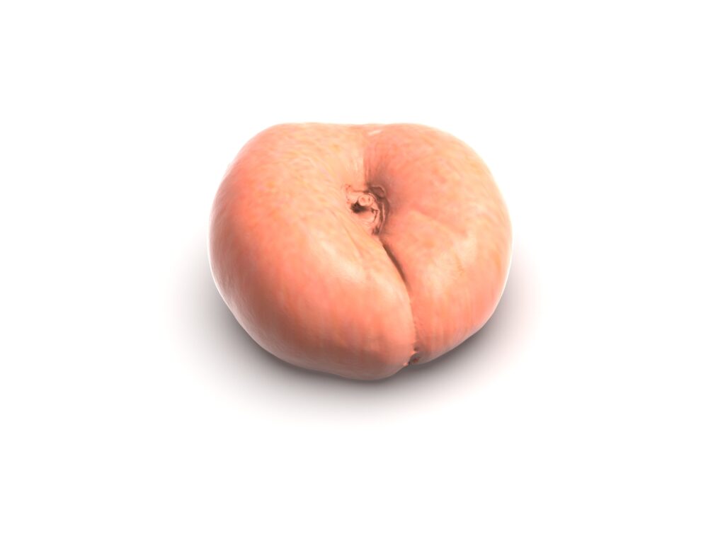 Realistic Peach Mold (1 pc.)